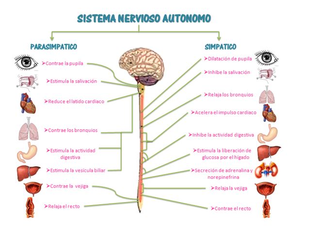 Hipoxia intermitente método de recuperación y mejora del