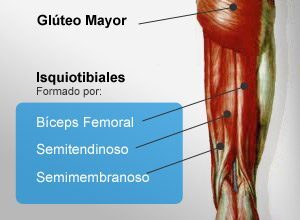 Isquitibial