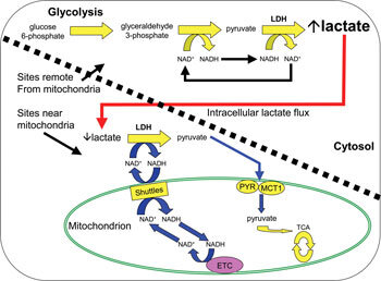 what_is_lactate