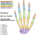 Bones of the hand