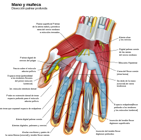 hand muscles