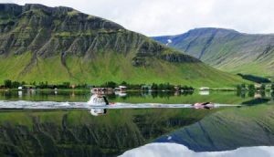 Sfida di nuoto dell'Islanda