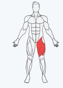 Musclewiki the tool to find strength exercises for each muscle group