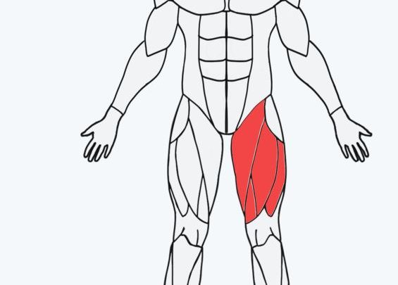 Musclewiki das Werkzeug, um Kraftübungen für jede Muskelgruppe zu finden