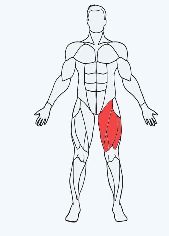 Musclewiki das Tool, um Kraftübungen für jede Muskelgruppe zu finden