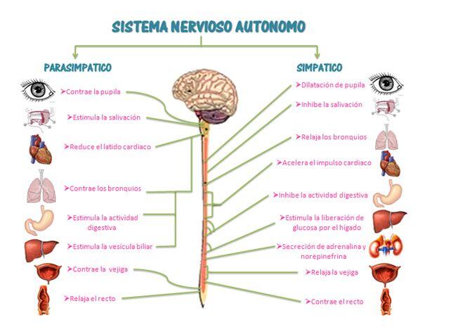 Système nerveux autonome