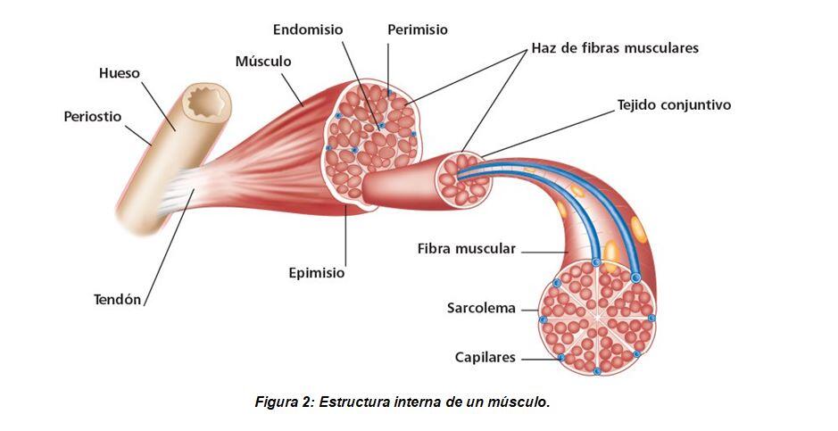 Internal structure of a muscle.