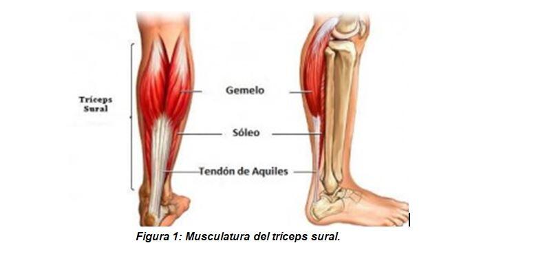 Musculatura del tríceps sural.