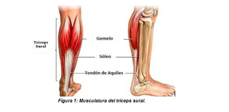 Muscoli tricipiti della sura.