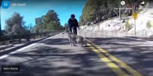 Vidéo: un cycliste subit un accident contre un cerf