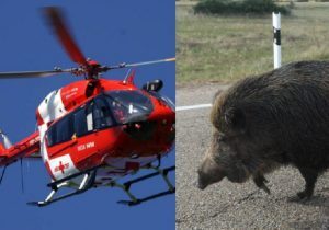 A French cyclist dies after colliding with a herd of wild boars