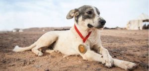 Cactus, the dog that completed the Marathon des Sables