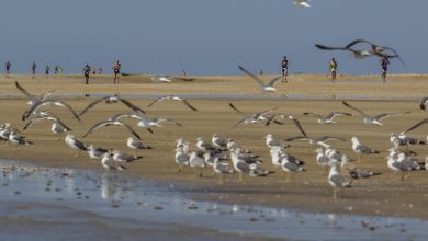 Desafio Doñana 2018.15-09-2018.Fotografia: Juan Manuel Rodelas.