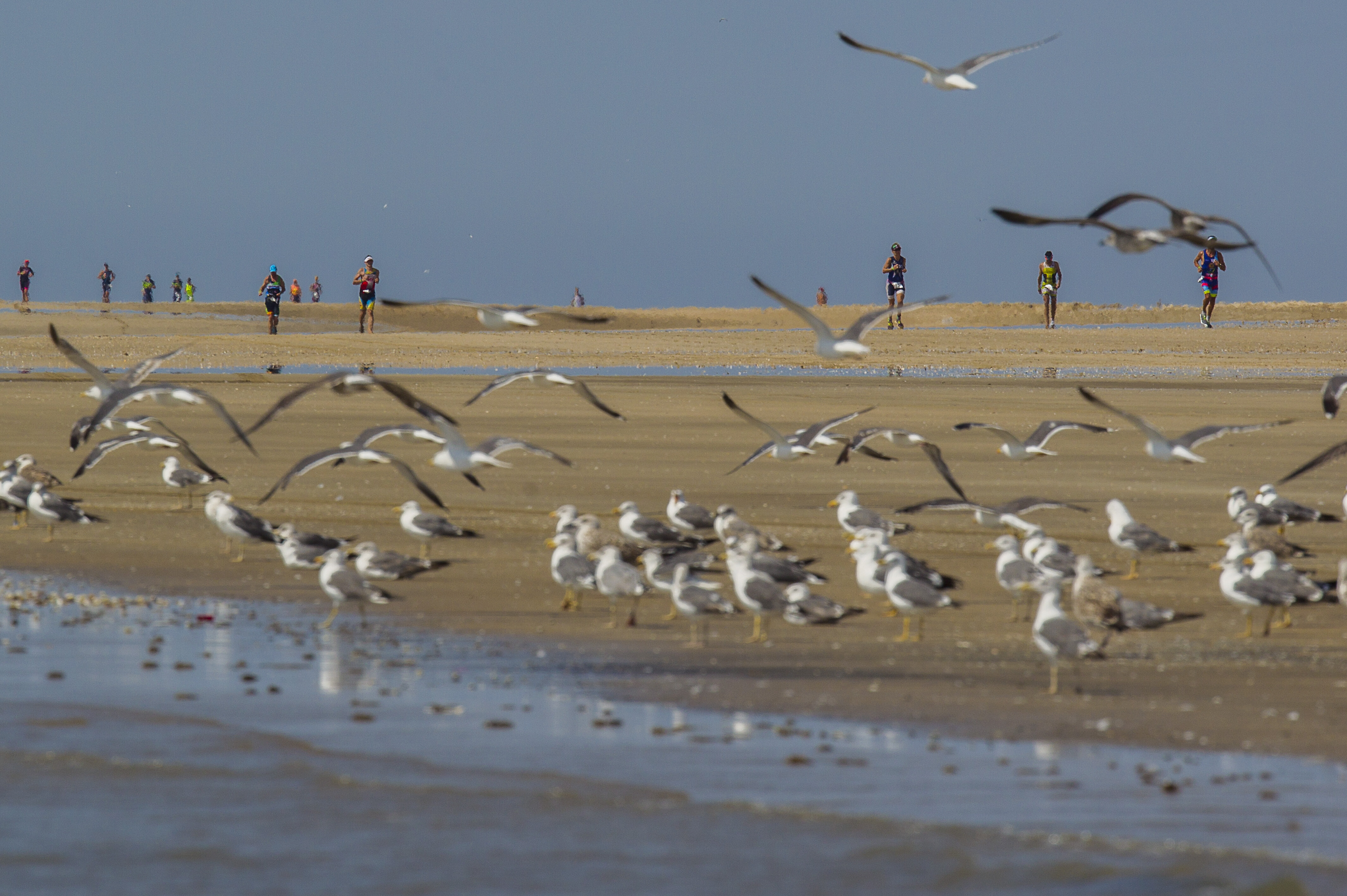 Desafio Doñana 2018.15-09-2018.Fotografia: Juan Manuel Rodelas.