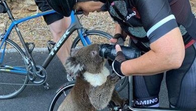 Anna Heusler hidratando a un koala sediento