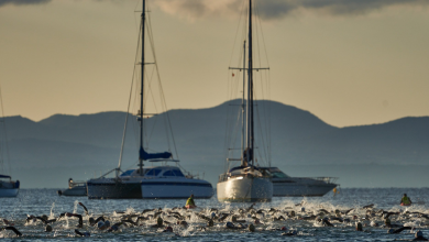 Natación del Mallorca 140.6 en la Playa del Muro, alcudia,