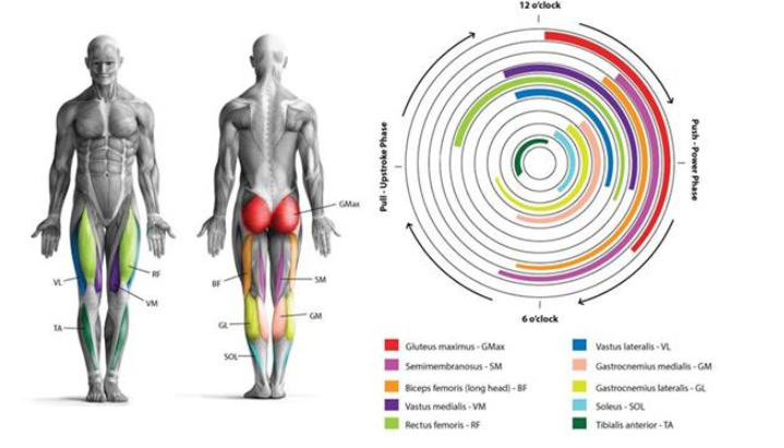 participação de cada músculo nas diferentes fases ou momentos da pedalada