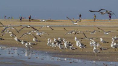 Desafío Doñana 2020 cancelado