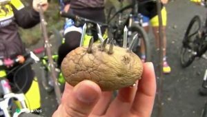 Capturez des pommes de terre avec une vidéo de clou de girofle