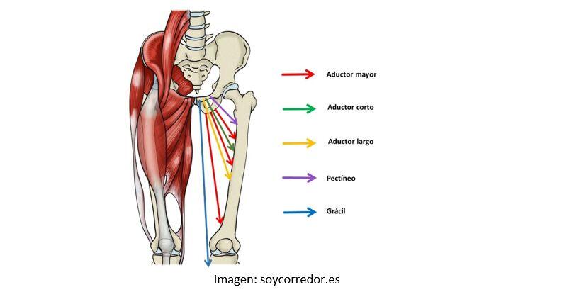 adductor muscles