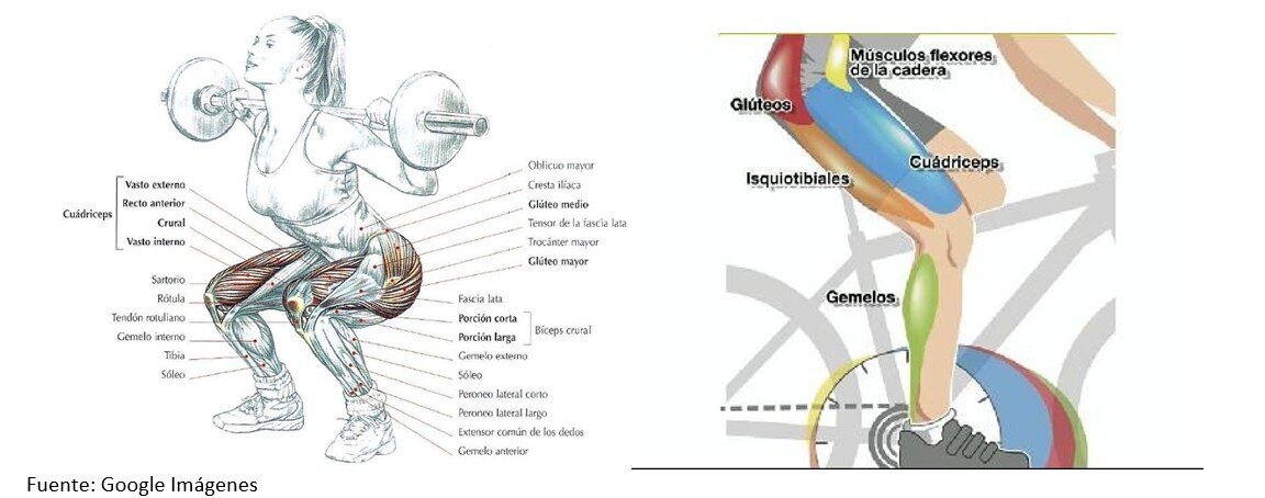 Beneficios de las sentadillas - Artículos entrenamiento Músculos implicados en las sentadillas para ciclistas