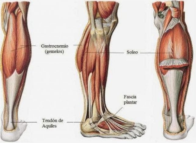 Übungen zur Vermeidung von Überlastungen im Soleus und Gastrocnemius – Artikel zu Verletzungen und Sportphysiotherapie suraler Trizeps