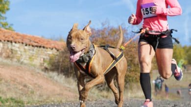 La FETRI lanzará un nuevo formato “perruno” con un segmento de canicross