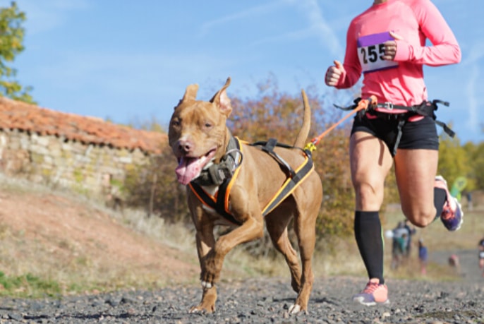 La FETRI lancerà un nuovo formato “cane” con un segmento canicross