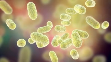 How does the microbiota affect athletes?