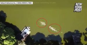 Ein Triathlet wird in einem See in Florida von einem Alligator angegriffen