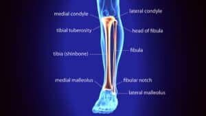 tibia and fibula