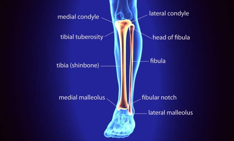 tibia et péroné