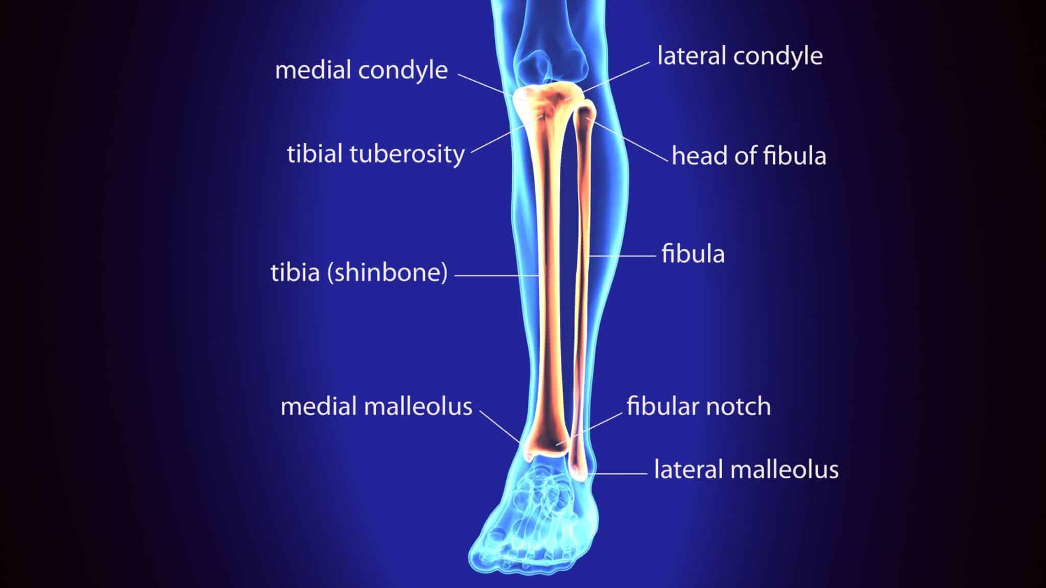 Le tibia et le péroné : tout ce qu'il faut savoir